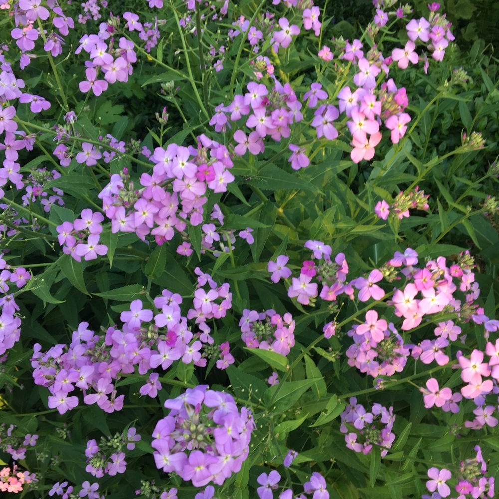 Meet your Posher, Valerie